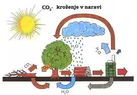 Uporaba lesne biomase je glede toplogrednih plinov emisijsko nevtralna!